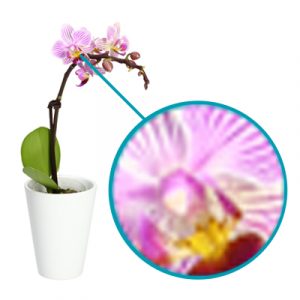 Bild einer Orchidee in geringer Qualität